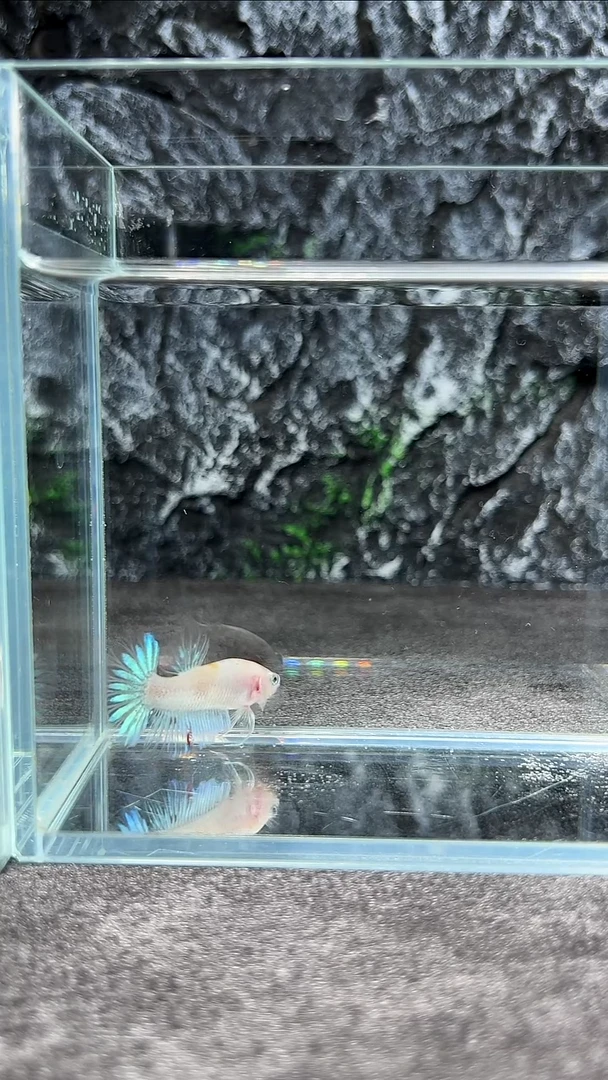 斗鱼竞拍链接A048