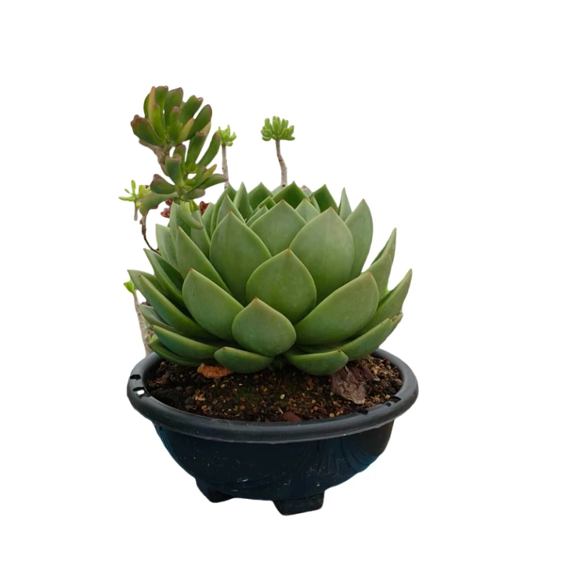 手慢无！云南单头大翠花多肉植物开抢！爆盆老桩直接搬回家!