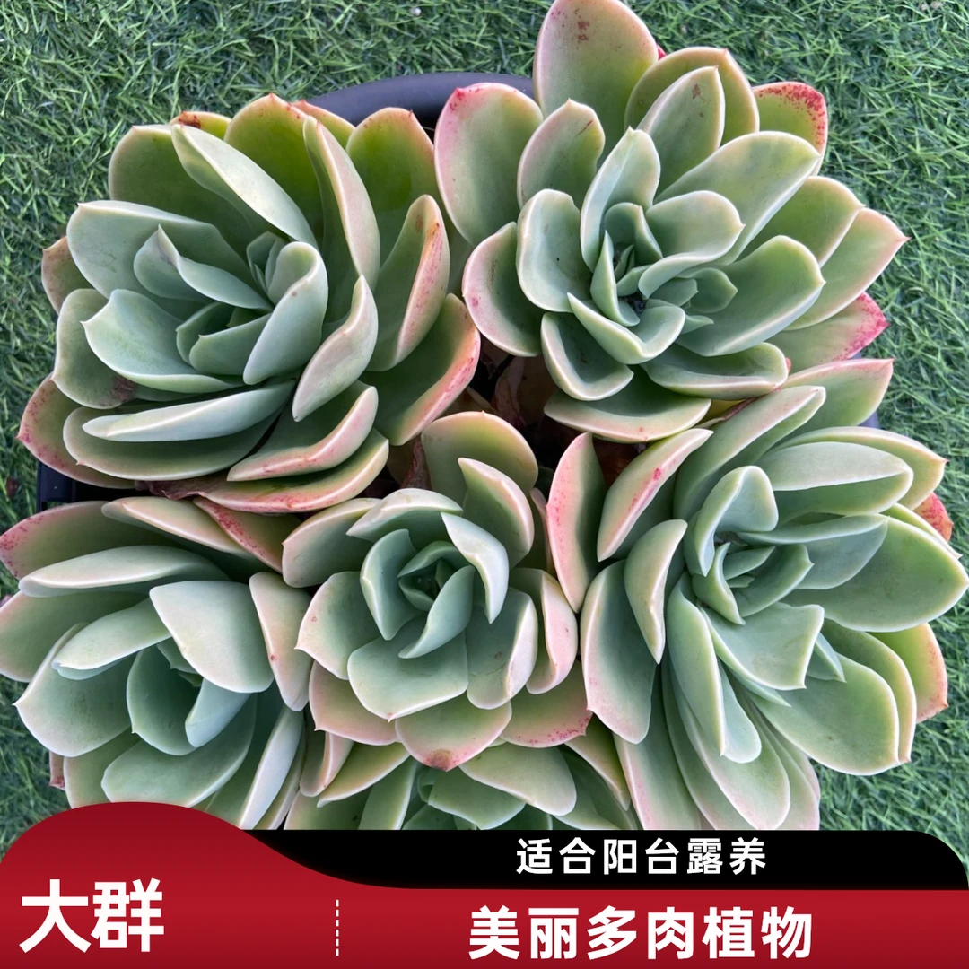 星娜塔大群 省薪多肉园艺新手多肉盆栽适合阳台及露养