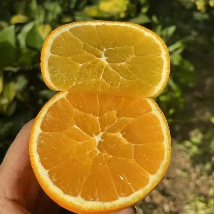「香菜果园」攀枝花红格纽荷尔脐橙大果应季爆汁现摘现发