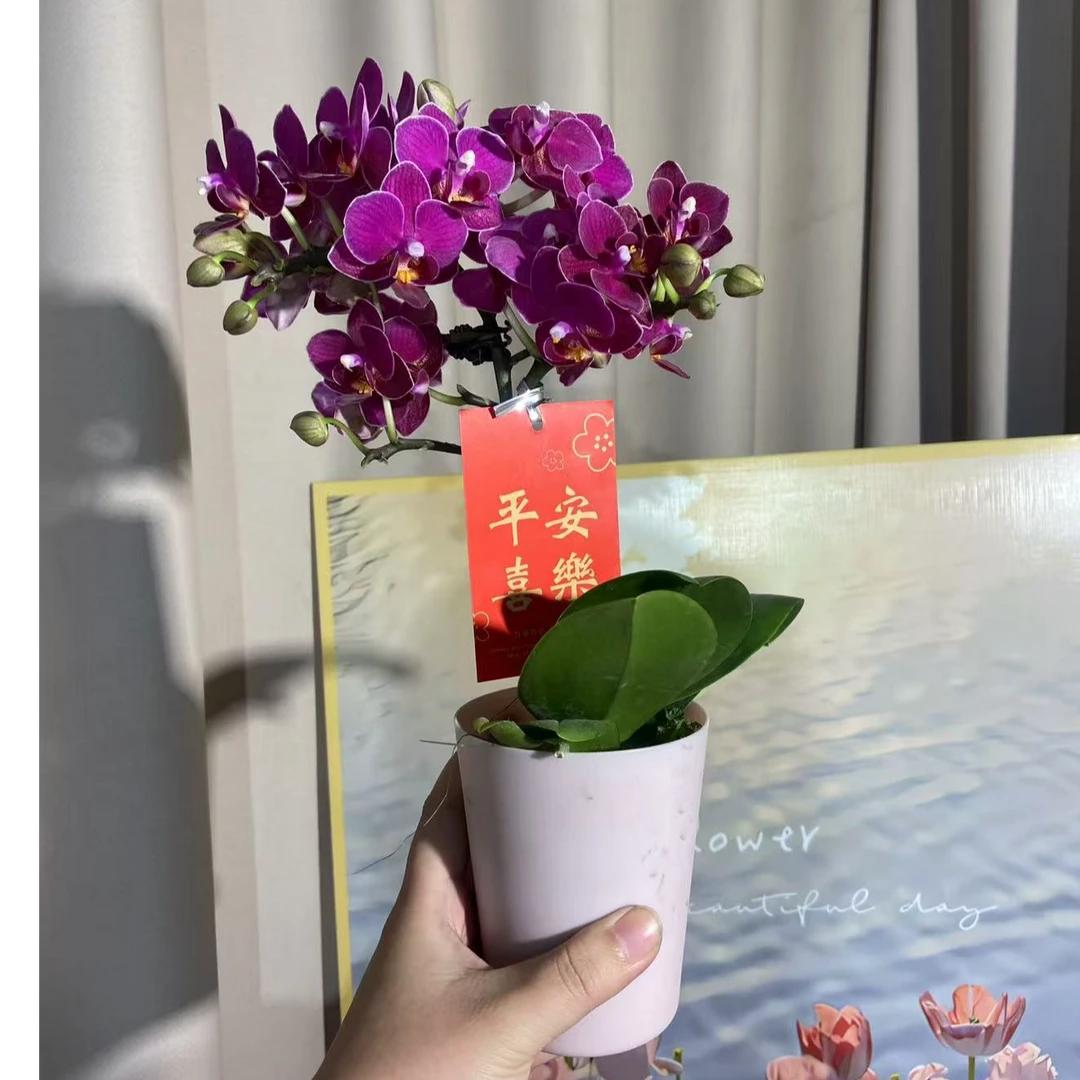 蝴蝶兰《珍香》带花好养耐花带香味 源头基地直发
