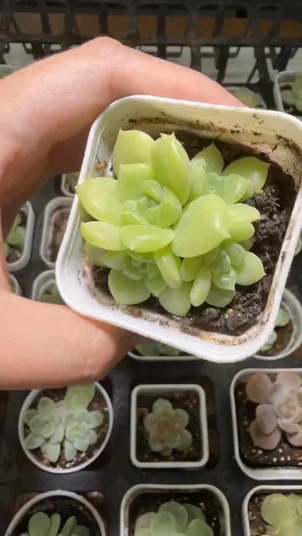 1174  CFS2多肉植物