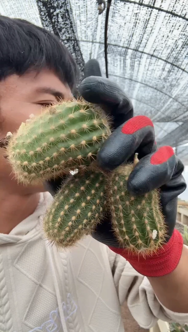 小飞碟侧芽五颗=======