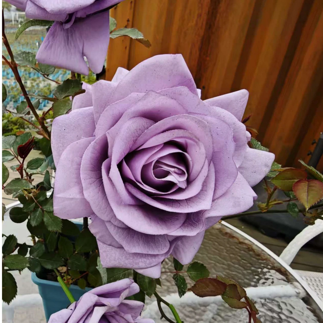 蓝色风暴1加仑修剪发货月季露天抗病耐寒耐热 新手好养