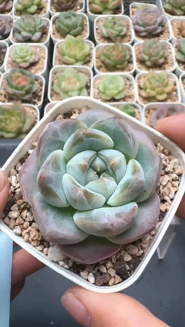 181D云禹多肉植物 带盆土纸巾打包 3颗包邮