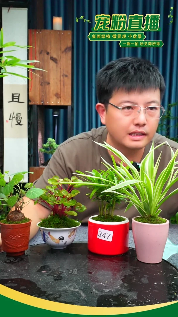 无花朵三*九苔藓微景观347号