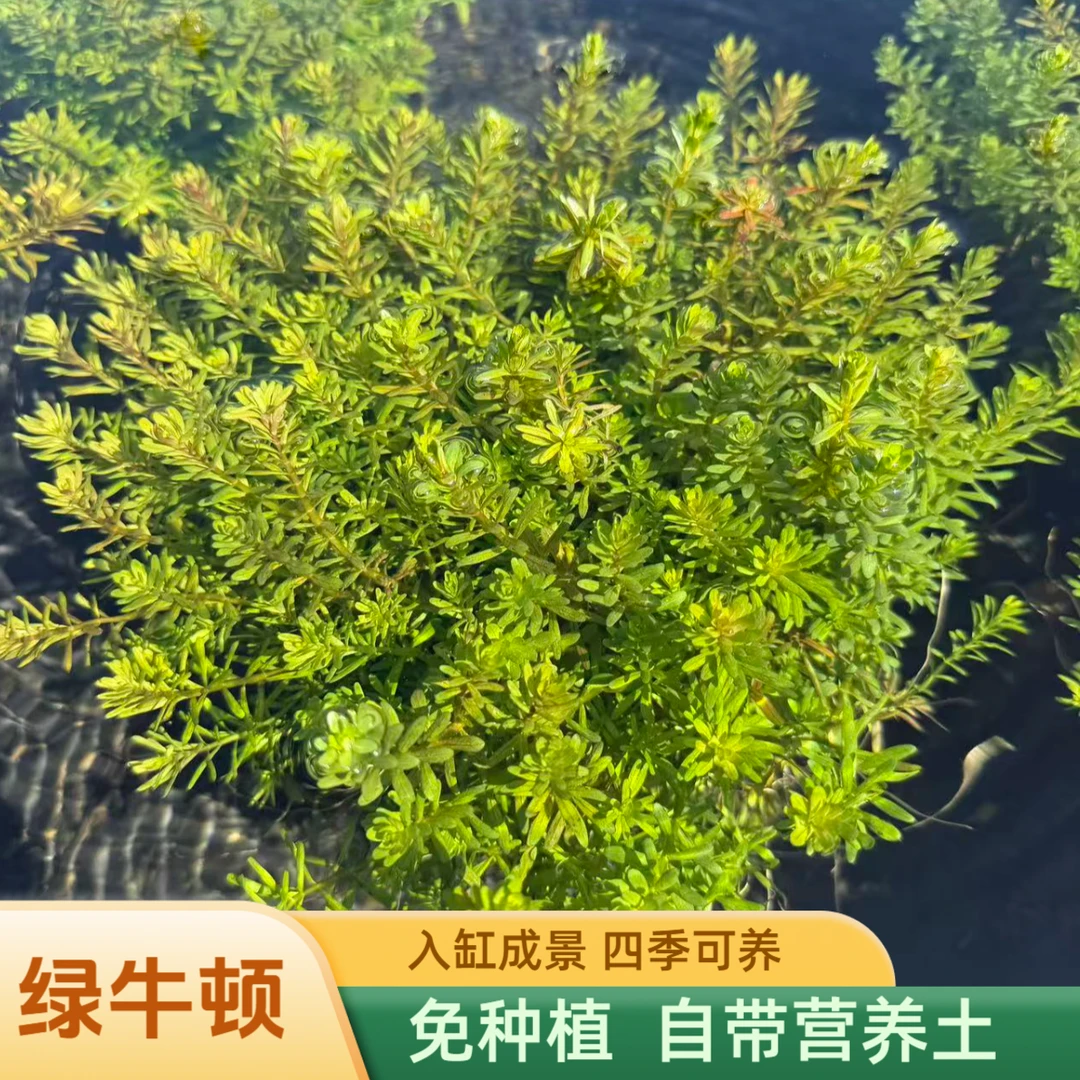 {绿牛顿｝高度＞25cm超大坨爆根阴性水草鱼缸好养淡水植物后景净水