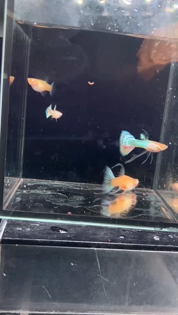 孔雀鱼4新加蓝11111