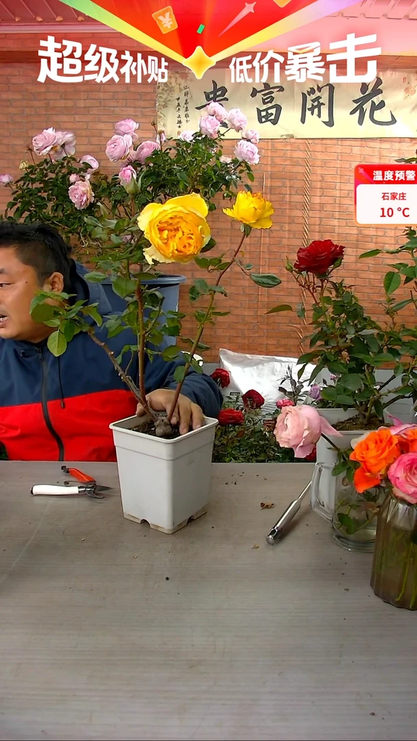 当前无花朵，栽培后可花朵阳光笑容