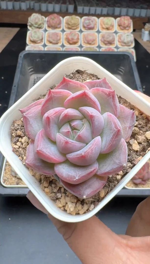 【闪购商品】623E号一物一拍多肉花卉植物3颗起发