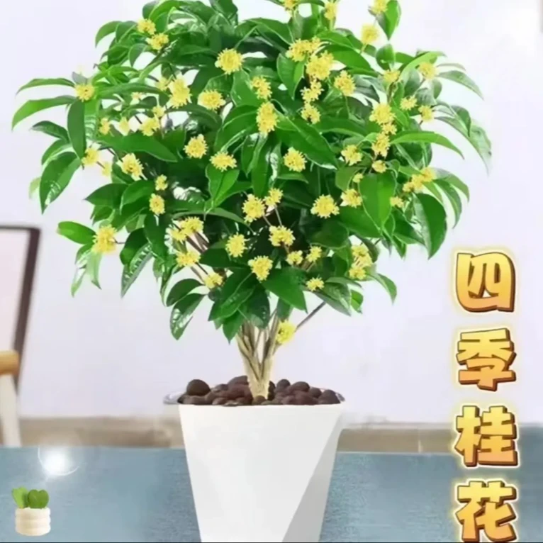 【四季桂】桂花树苗桂金桂花卉四季开花室内庭院地栽好养绿植