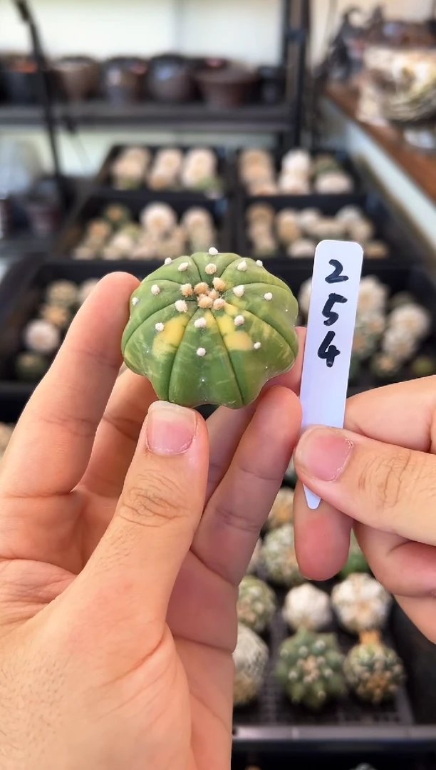 海星锦不含盆土实生编码254