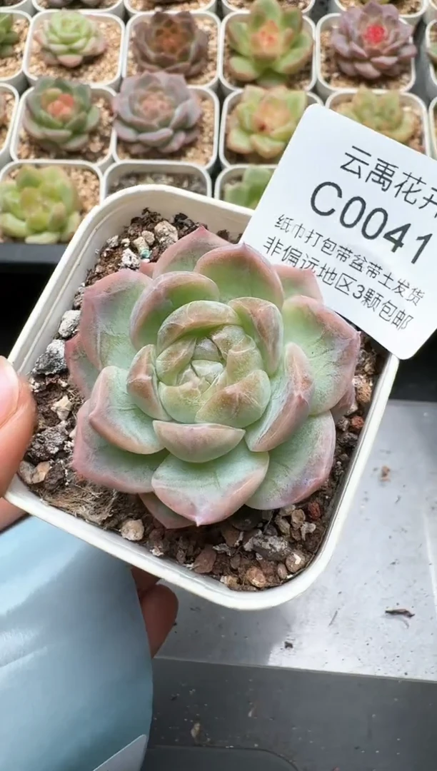 041C云禹多肉植物 带盆土纸巾打包 3颗包邮