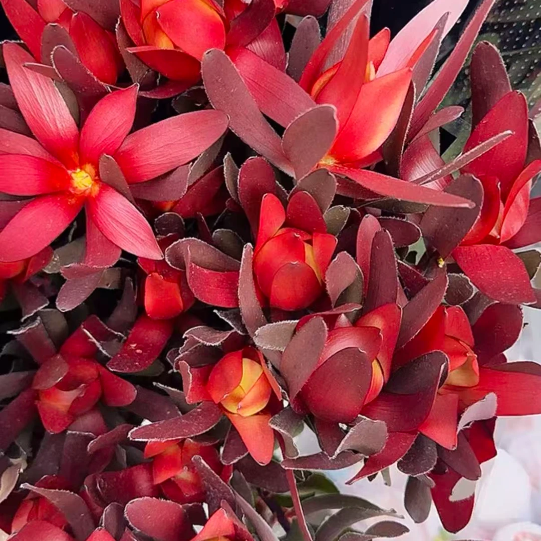 【帝王家族】严选多头宽叶木百合南非进口鲜花氛围感家居软装搭配