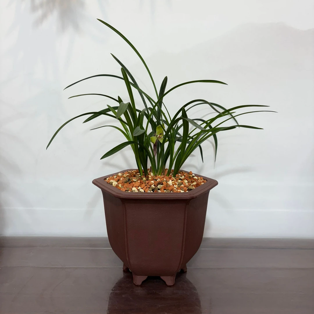 当代 宜兴林家紫砂手工六方春兰建兰矮种兰花专用花盆（小六方宫灯