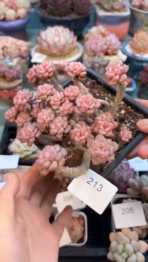 百****五213群生粉布偶多肉