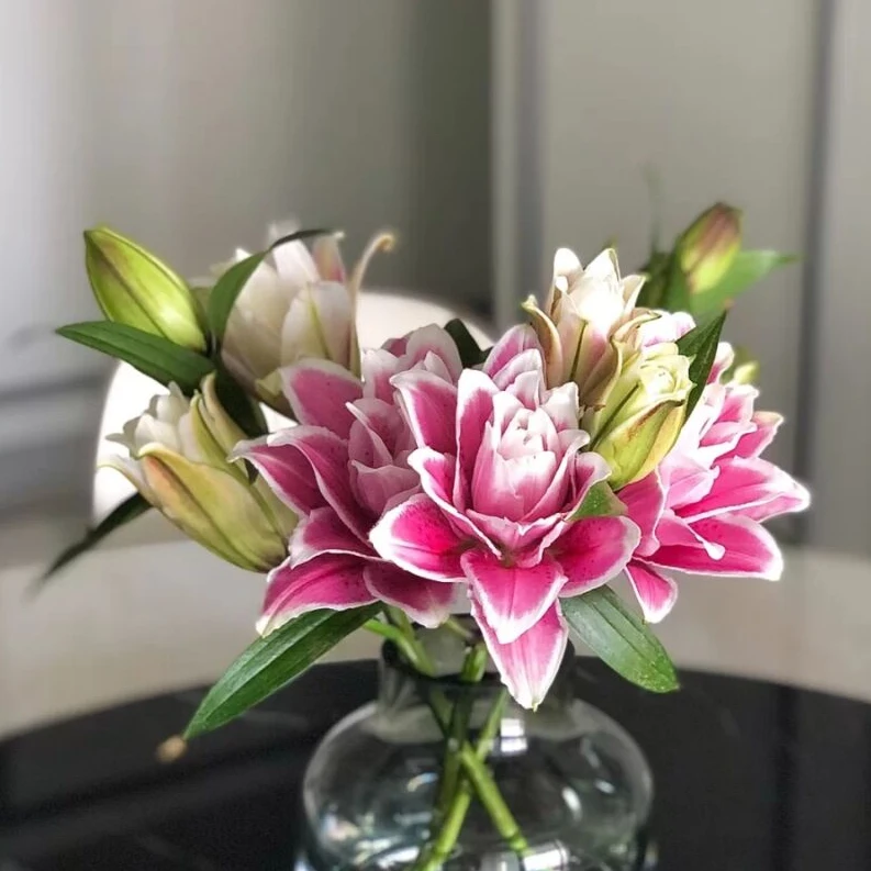 重瓣百合火星之恋二头4支（8朵）云南基地鲜花