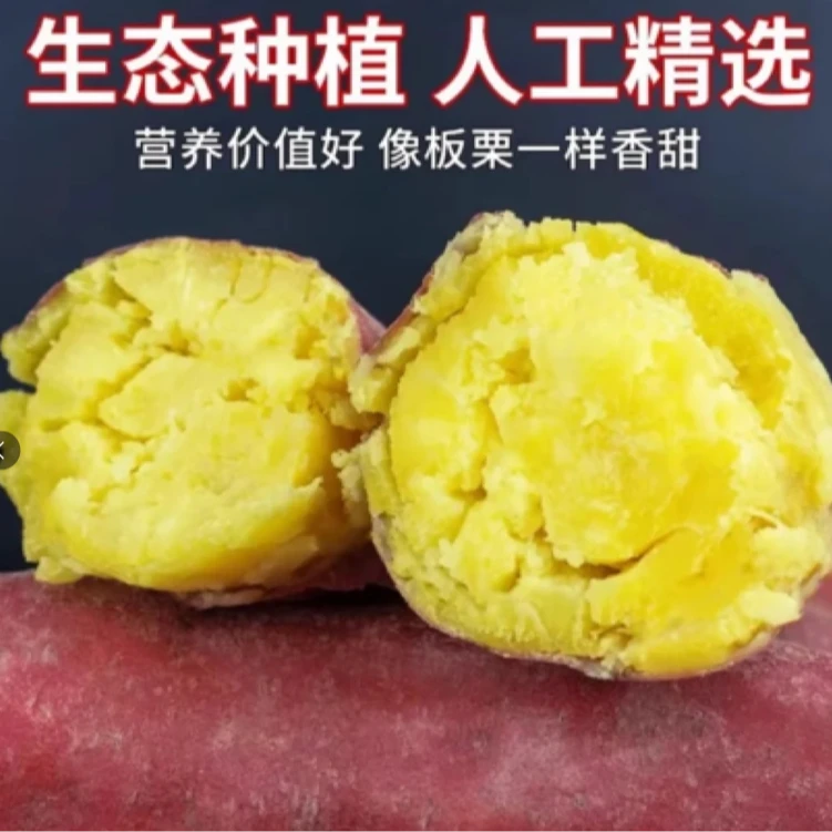 【现挖现发】正宗陕西板栗红薯，粉面干甜无筋无丝，粉面番薯粗粮代餐