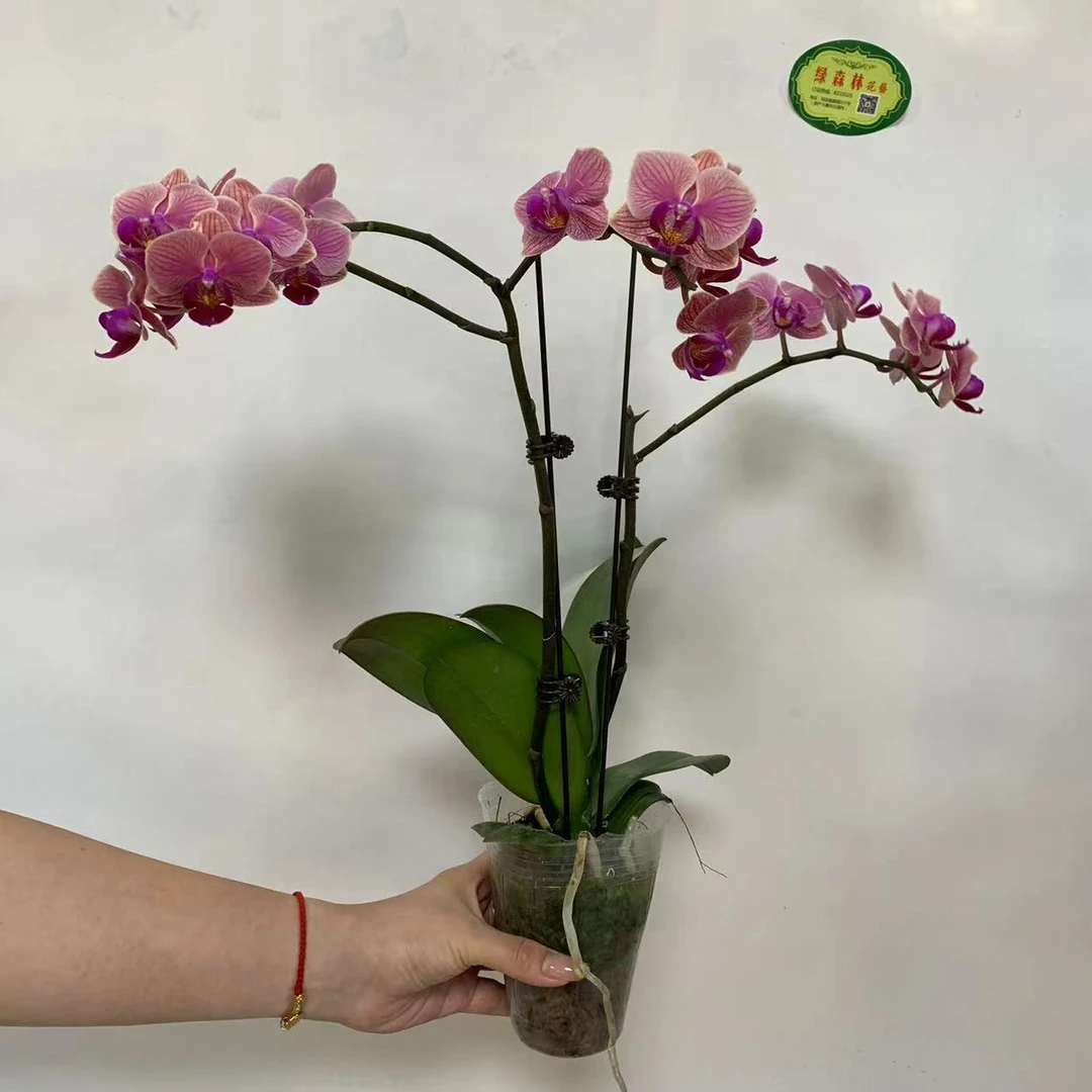 盆栽小橙红花蝴蝶兰