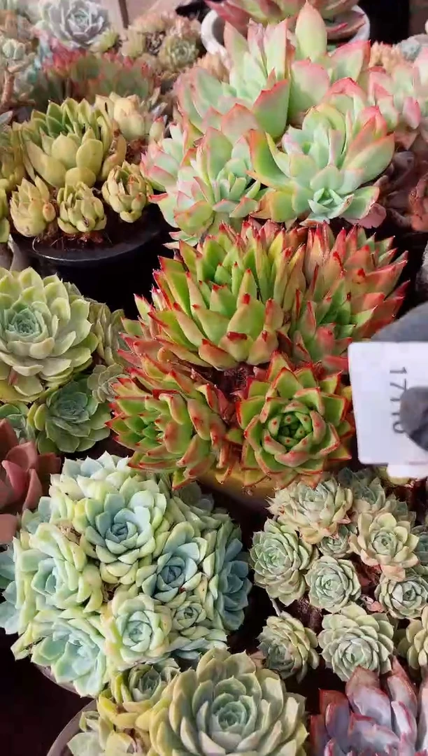 ?****?多肉植物一物一拍17110
