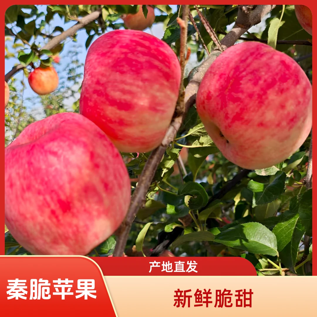 【秦脆苹果】现摘果园直发 嘎嘣脆甜满口爆汁