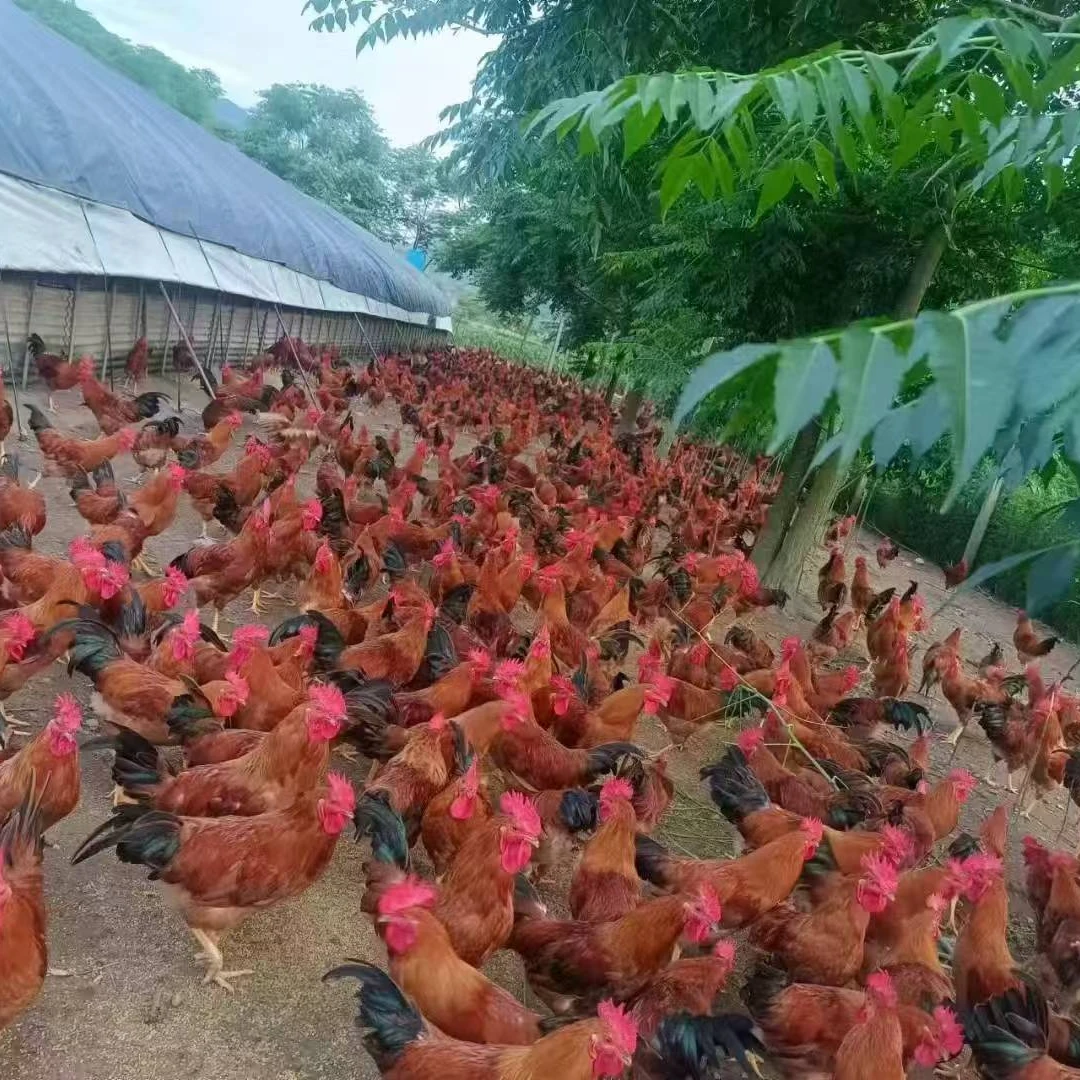 徽韵走地鸡7-8个月两只毛重7-8斤（2只装）