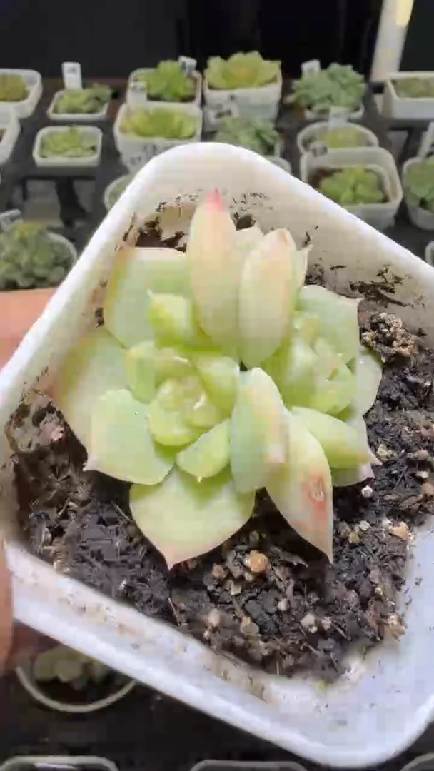 1659  谪仙多肉植物