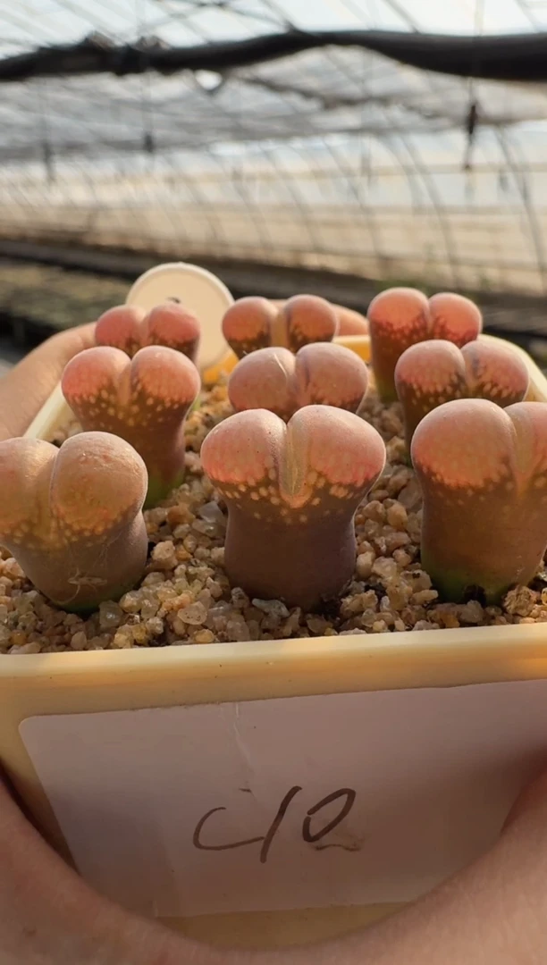 【天津专场】3多肉植物肉锥c10一颗