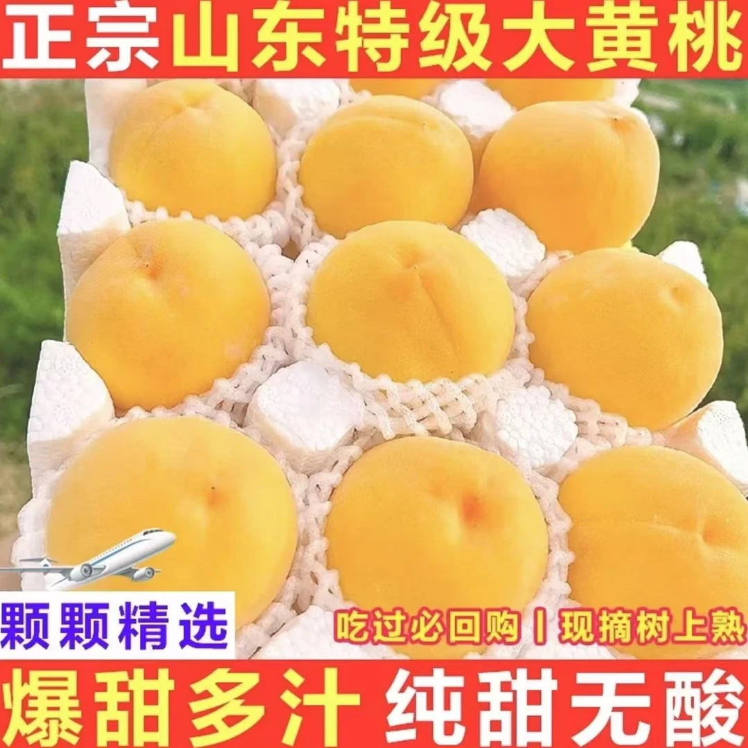 山东蒙阴黄金蜜桃黄桃毛桃新鲜采摘现摘多汁软硬俩吃5斤装
