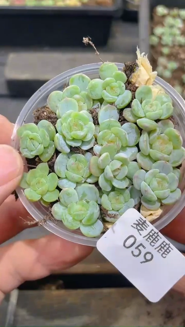 059白色恋人     量拍