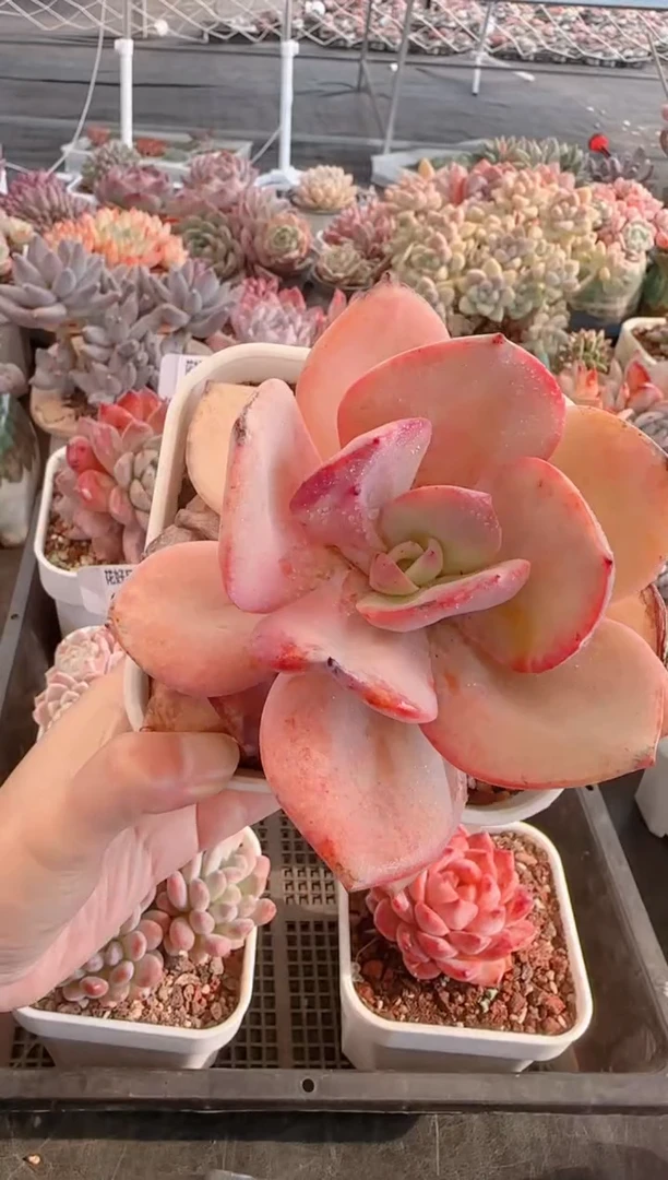 【闪购商品】6398白凤