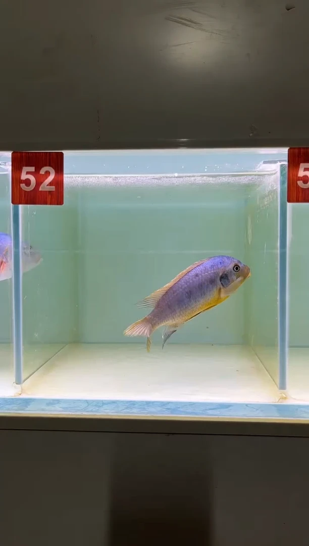 慈鲷鱼野生三湖慈鲷