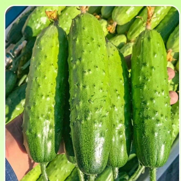 【水果黄瓜】水果满地爬黄瓜种子水果黄瓜种子苗盆栽四季蔬菜种籽