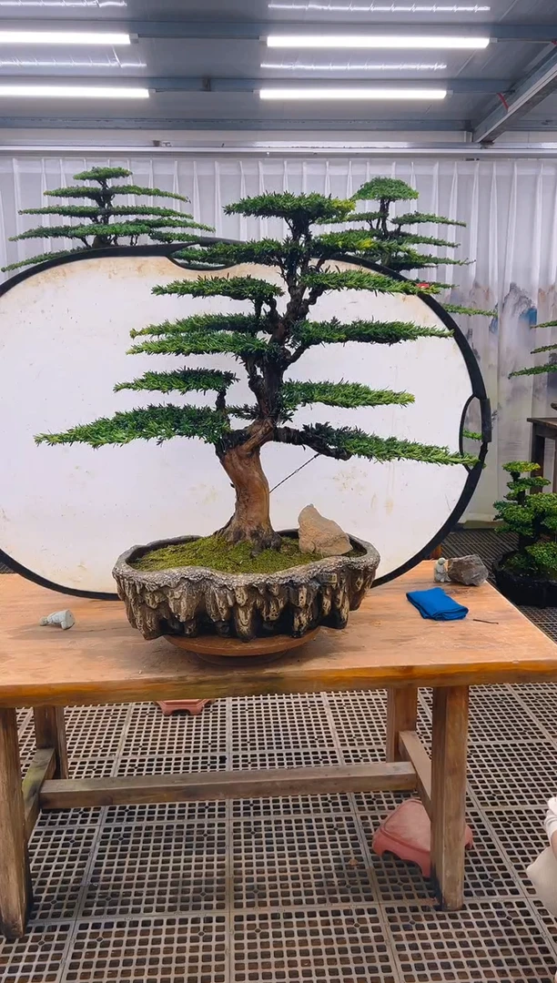 无花朵叶*精品盆景直播间一物一拍