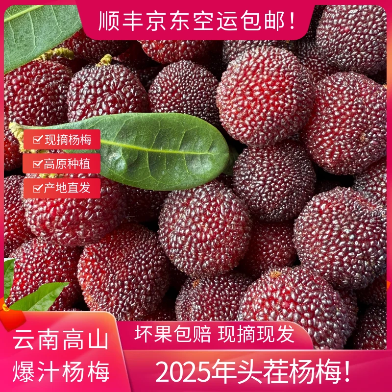 【京东顺丰空运】斤装云南高山爆汁杨梅特早梅好吃生鲜水果酸甜可口