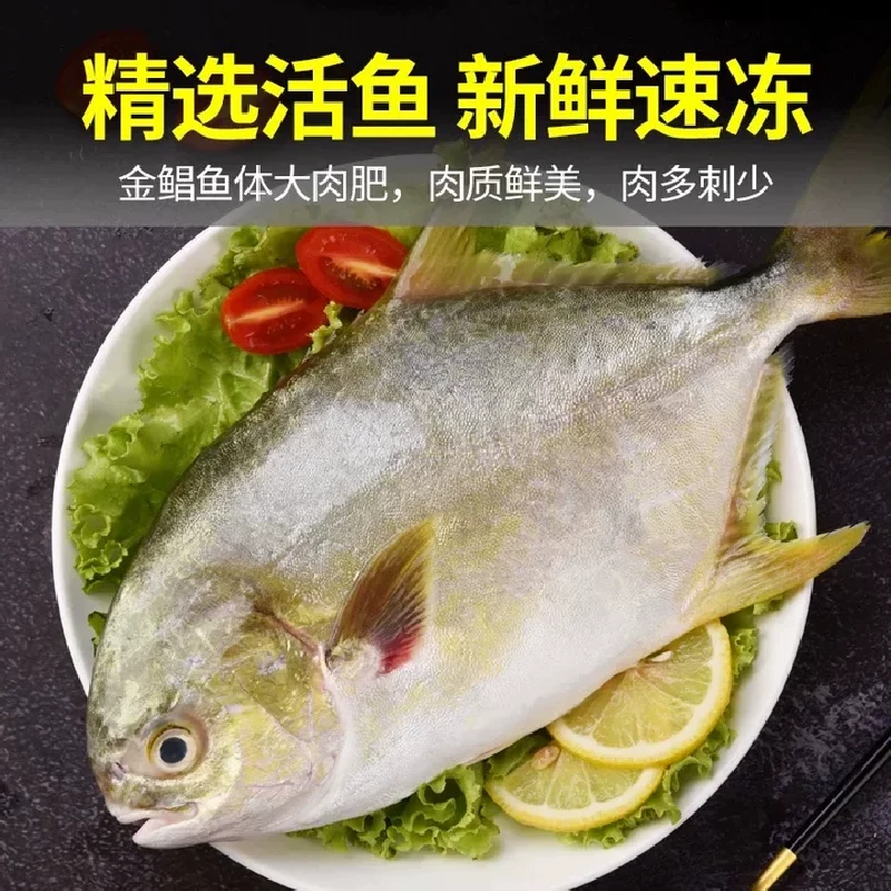新鲜海捕金鲳鱼每条500g左右鲜活速冻深海美味