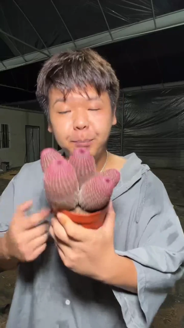 5头起发 红太阳【带根】