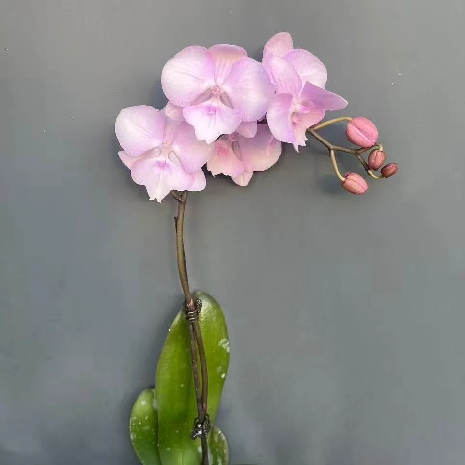 【神仙姐姐】精品蝴蝶兰花室内阳台办公室高端花卉绿植盆栽年宵花