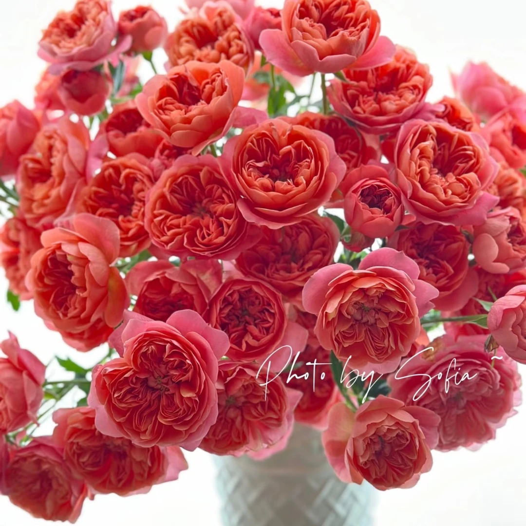 珊瑚果汁多头玫瑰云南昆明基地直发新鲜插花家用水养鲜花