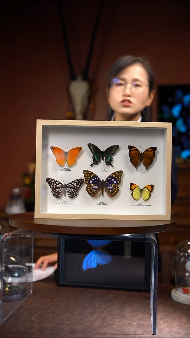 6蝴蝶“小绿带”版（常规）