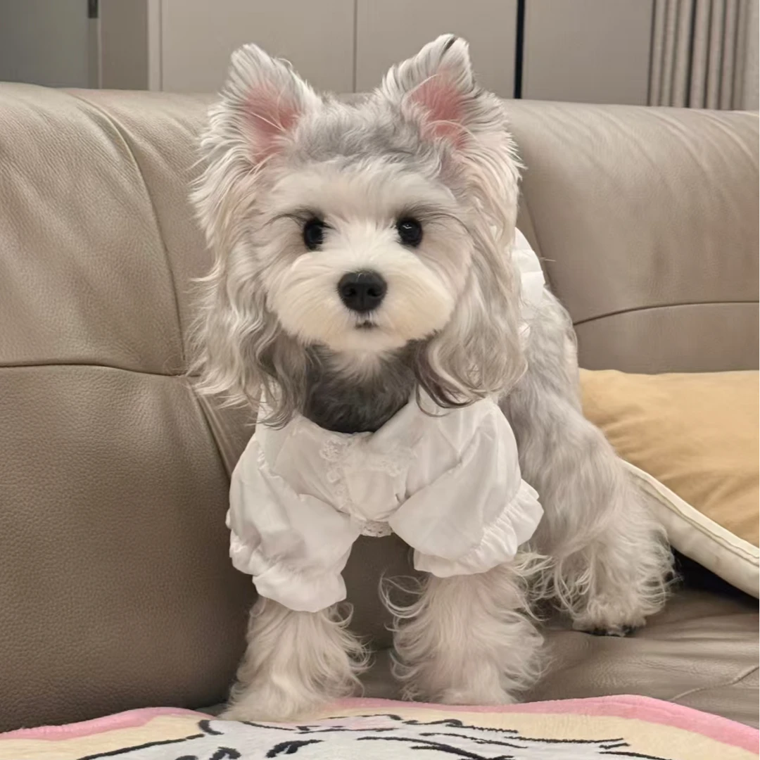 （木木家的雪纳瑞）狗狗活体