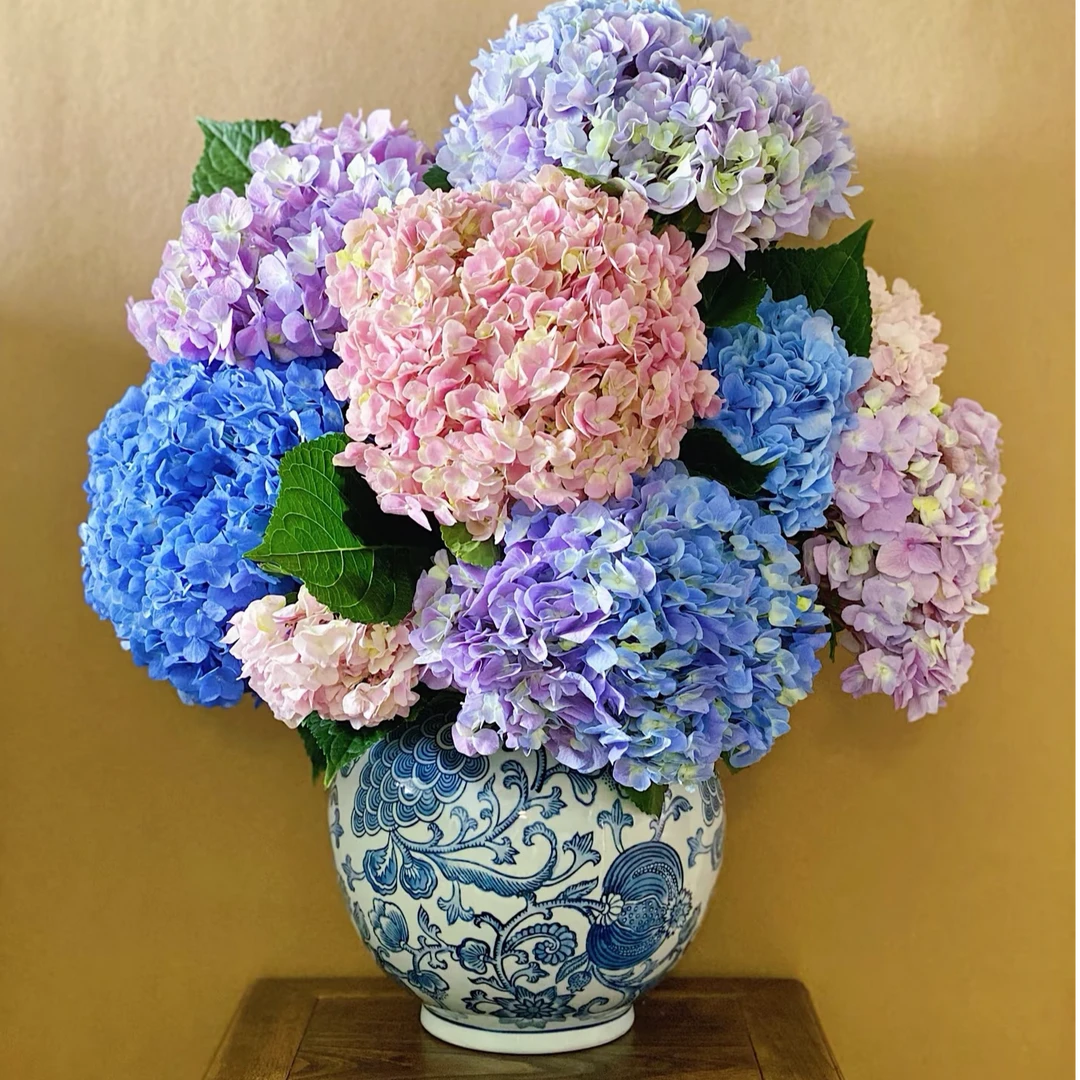 【专属浪漫DR】绣球鲜切家用花 夏天的温柔  云南基地直发