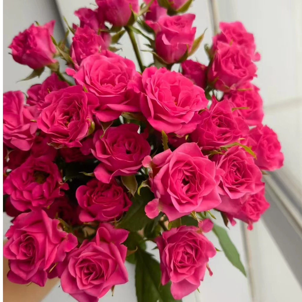 次日达 方德多头玫瑰 桃花笺