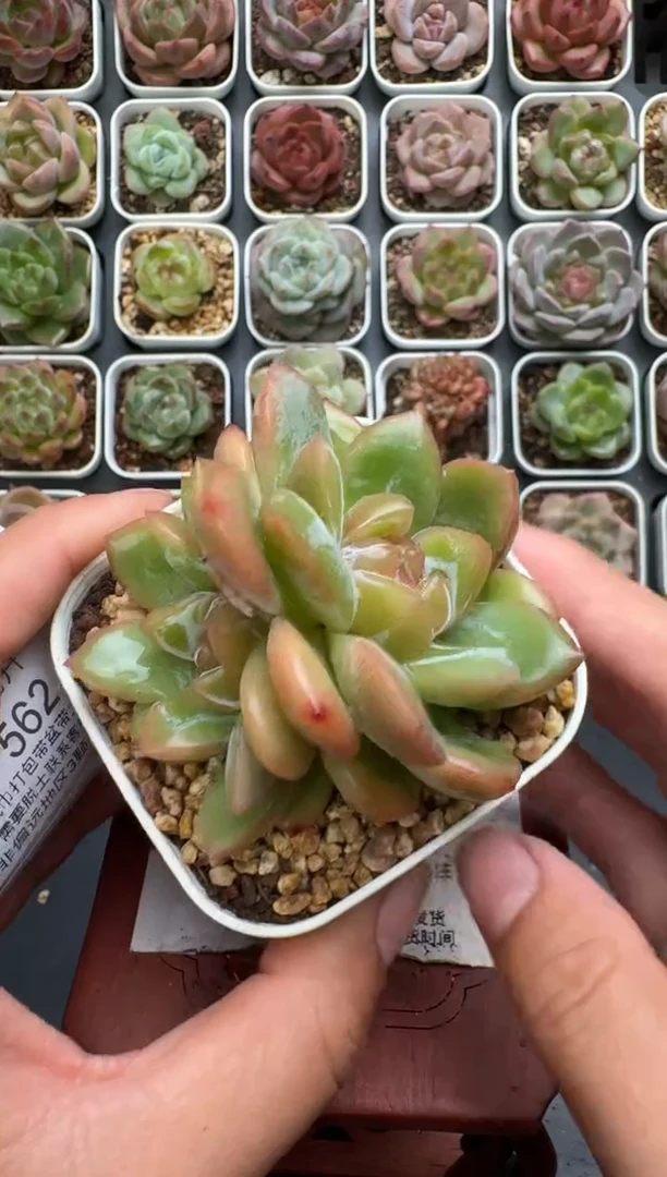 560P带盆土发 当场拍3颗以上包柚 多肉植物 一物一拍
