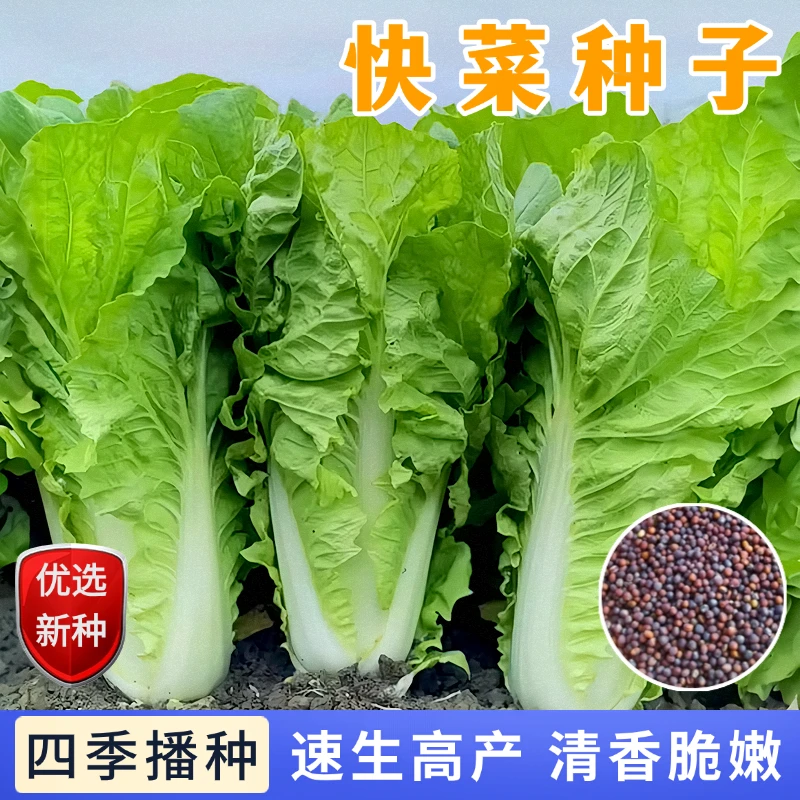 【全店满5包包邮】快菜种子阳台盆栽庭院四季可种抗热耐寒