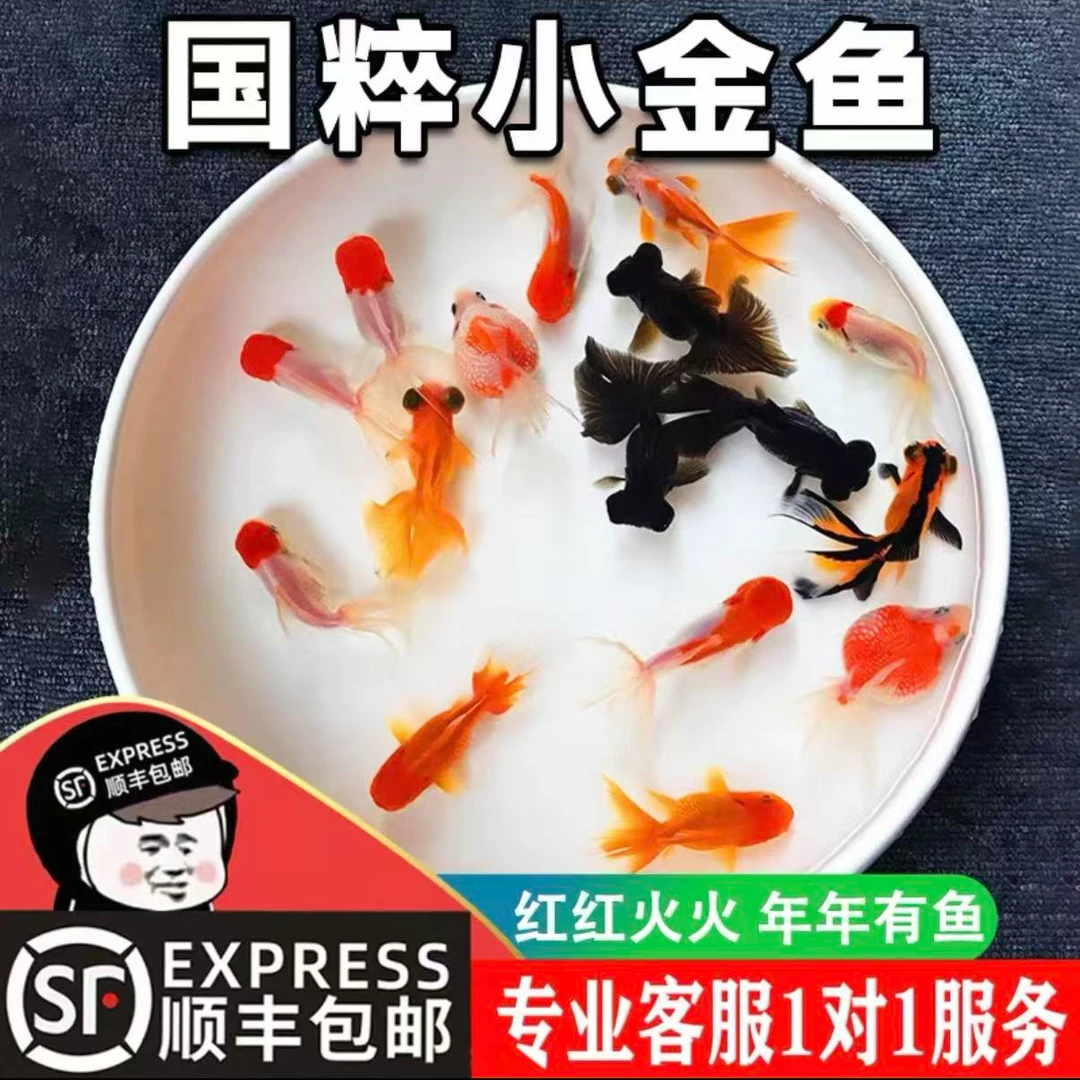 耐活好养国粹大金鱼鸿运当头龙睛国狮