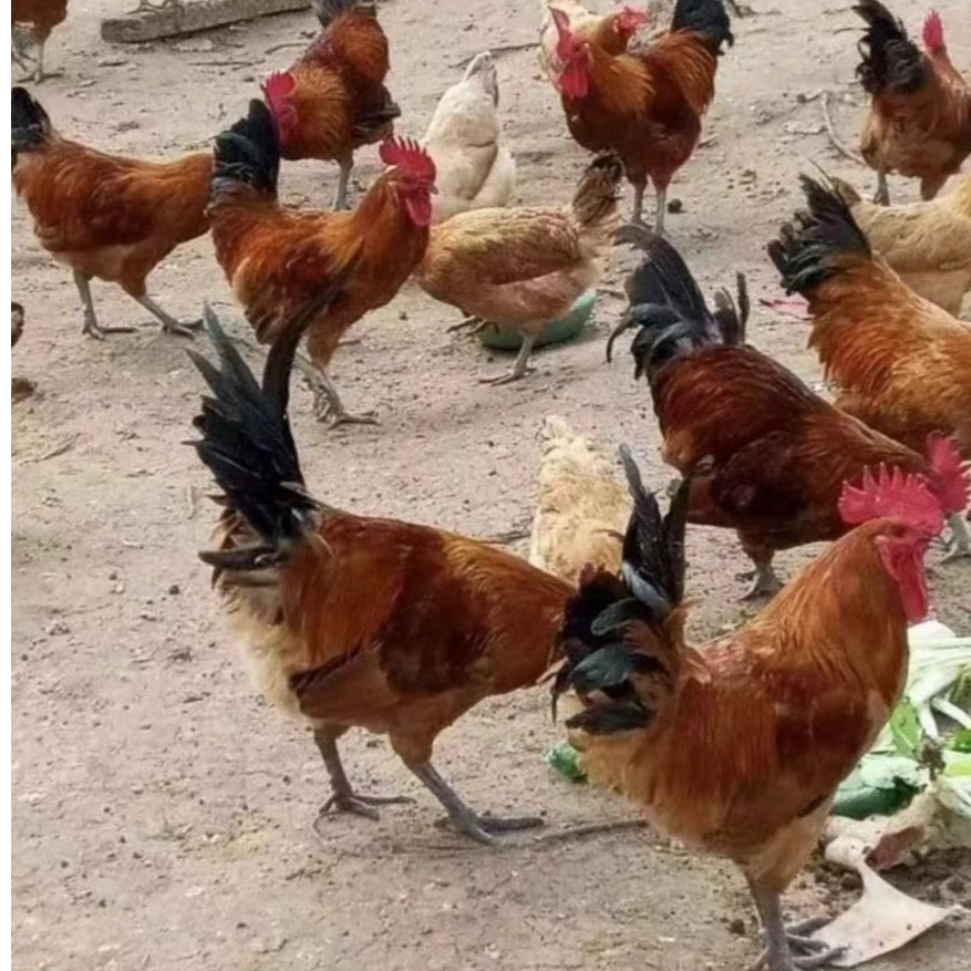 宠物鸡淮南草土公鸡每只1.6斤左右