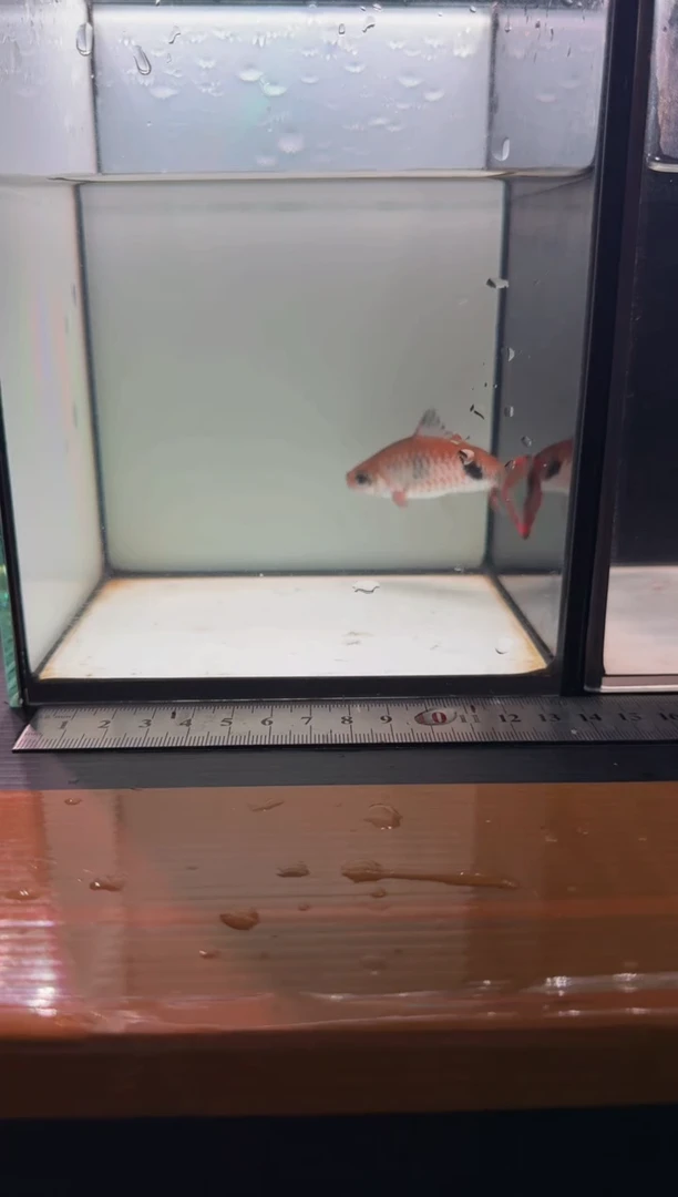 海水鱼叹斑11111