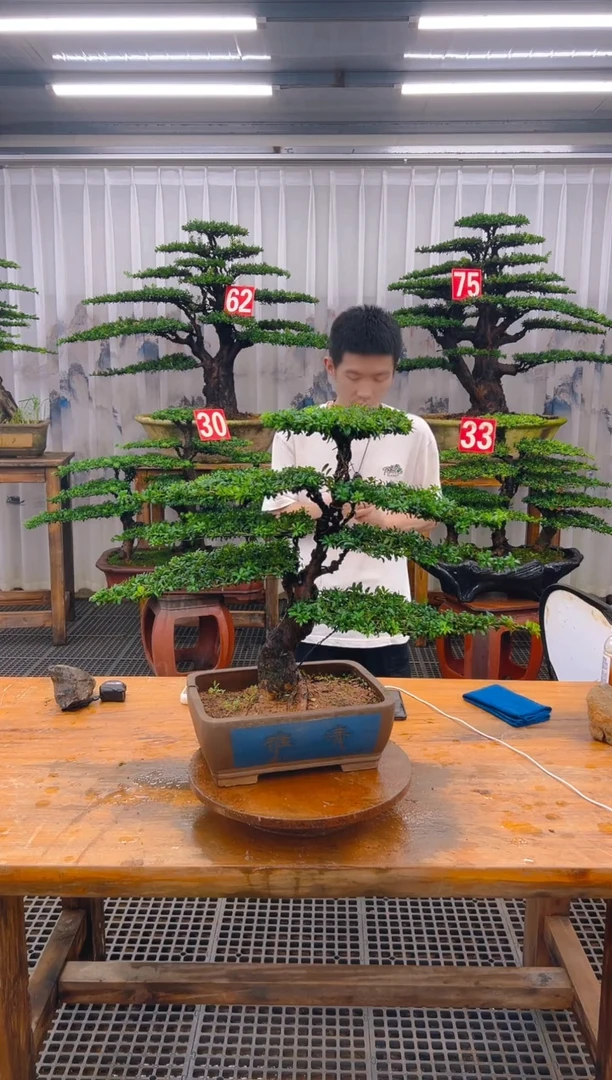 无花朵精品盆景直播间一物一拍