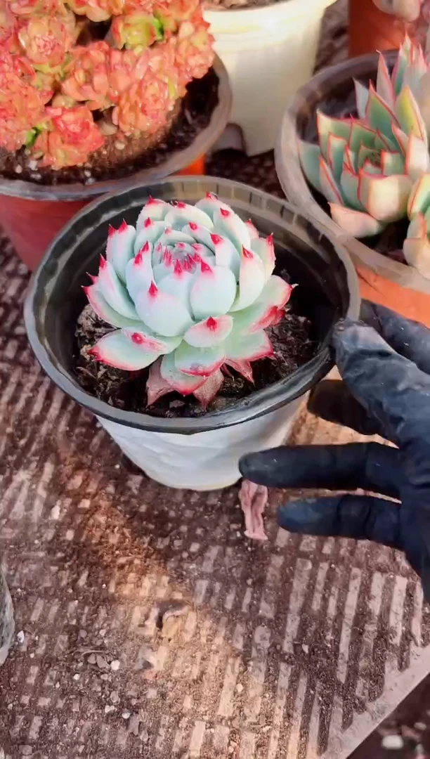 @**?多肉植物一物一拍07079
